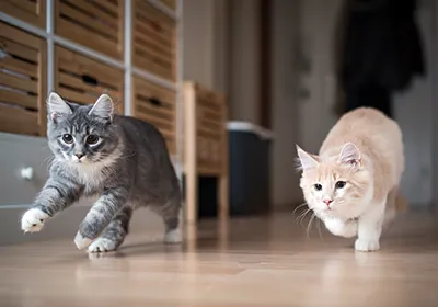 Cats and The Zoomies: Understanding Frenzied Feline Fun