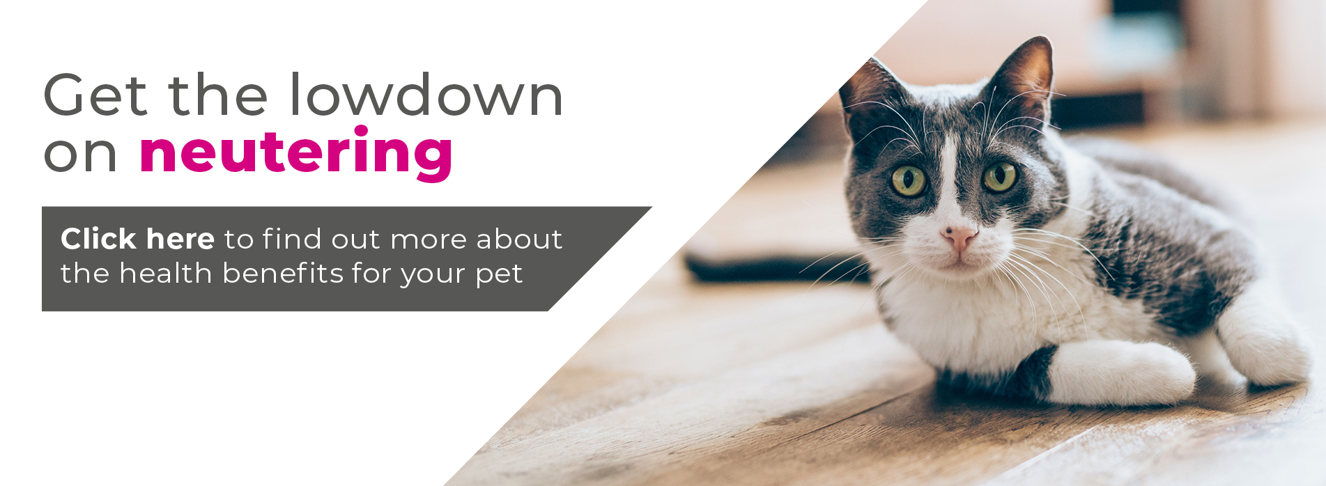 Cat neutering in Solihull and Birmingham