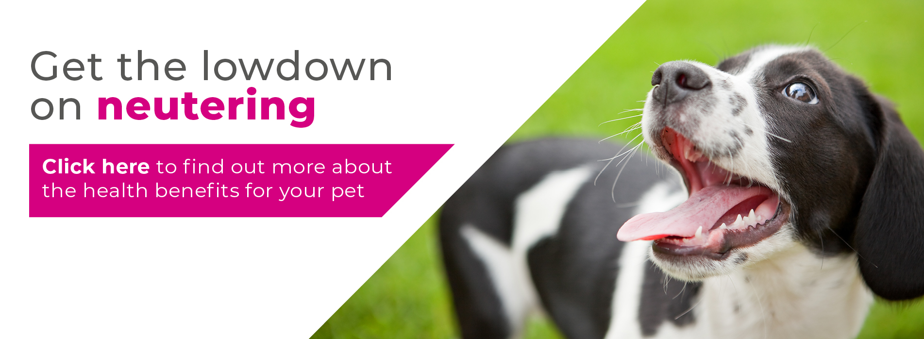 Rabbit neutering in Solihull and Birmingham