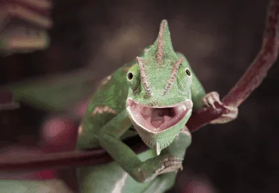 Chameleon vet in Birmingham