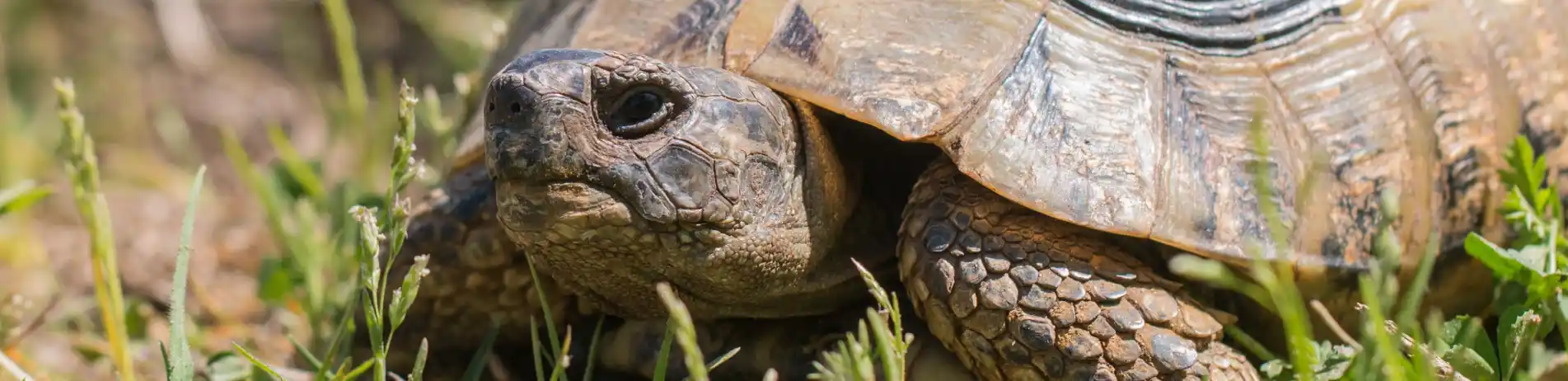 Exotic Vets in Birmingham | 608 Vets