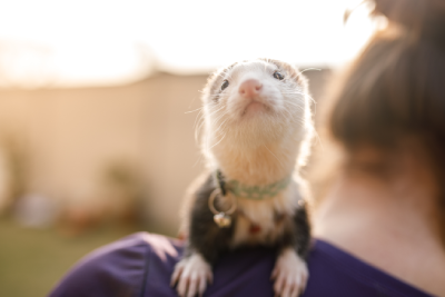 Ferret vets in Birmingham