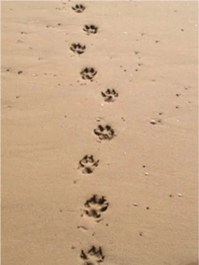 Euthanasia and & cremation services