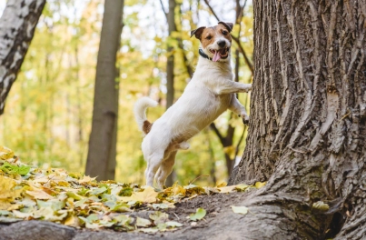 Lungworm Infection in Dogs