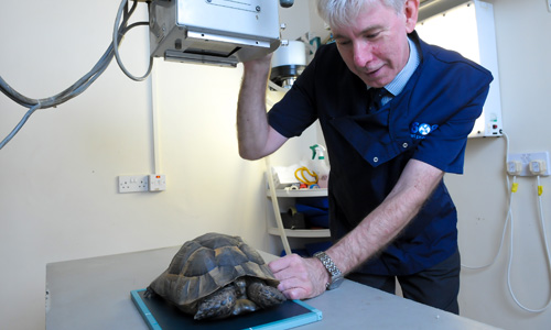 How To Care For Your Pet Tortoise