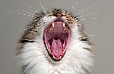 Cat Dental Care in Solihull and Acocks Green