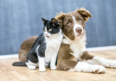 Pet insurance vs Pet Health for Life Plans: Know the difference