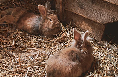 Rabbit Husbandry & Socialisation