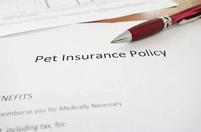 Pet Insurance