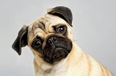BOAS - Brachycephalic Dogs Health Advice