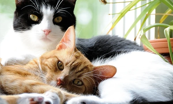 Cat friendly clinics at 608 Vets