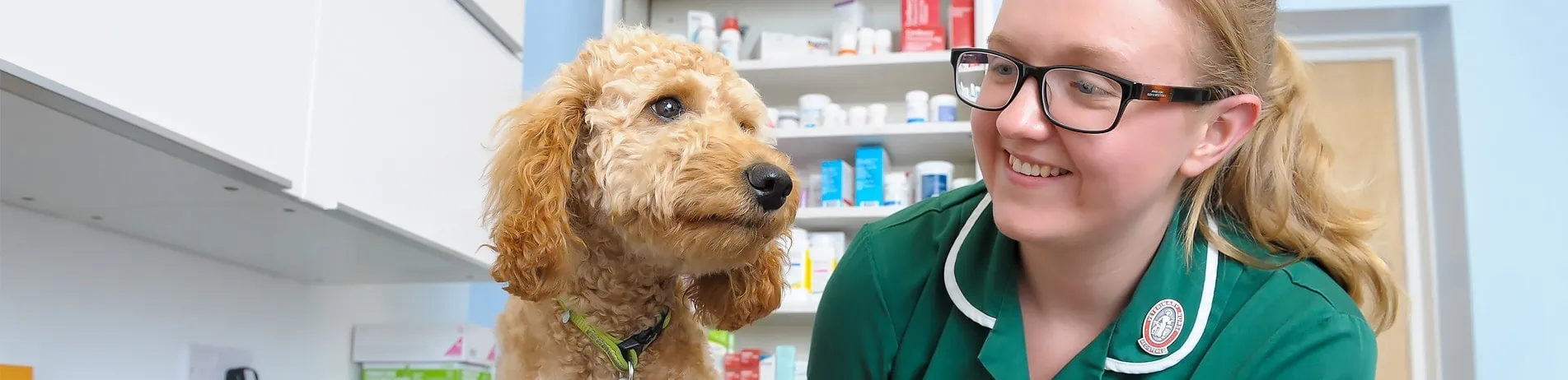 Careers at 608 Vet Practice | Solihull | Vet Jobs