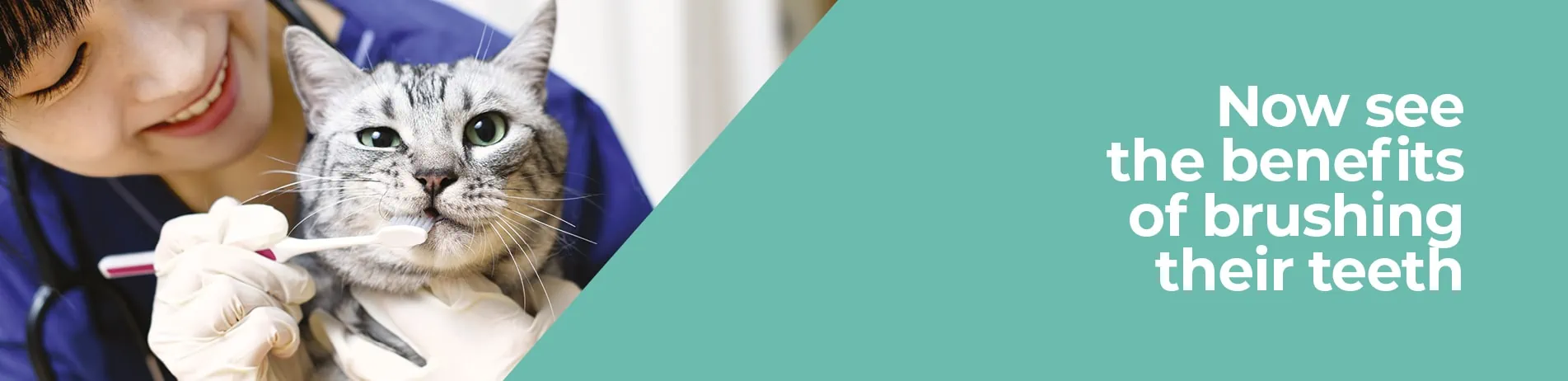 Pet Dental Care in Solihull and Acocks Green