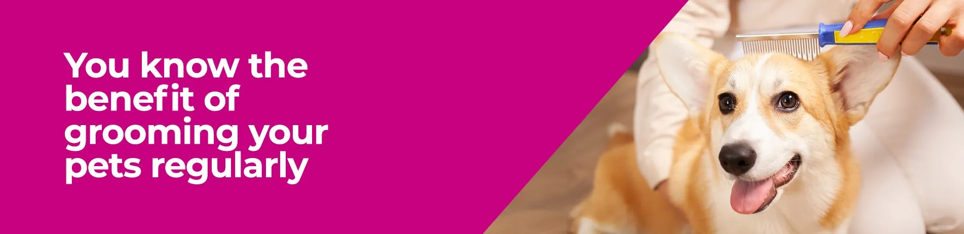 Pet Dental Care in Solihull and Acocks Green