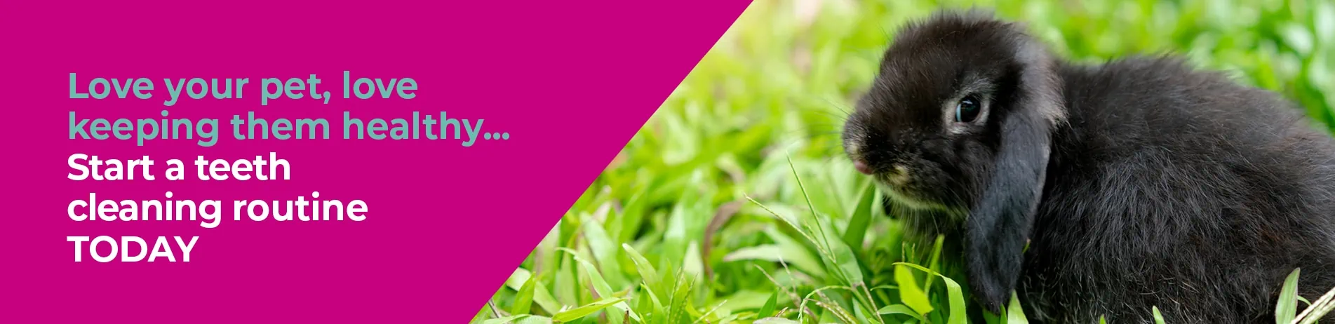 Rabbit Oral Health Care