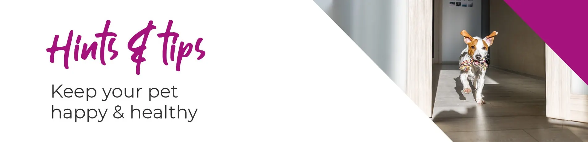 Advice for Pet Owners and COVID-19