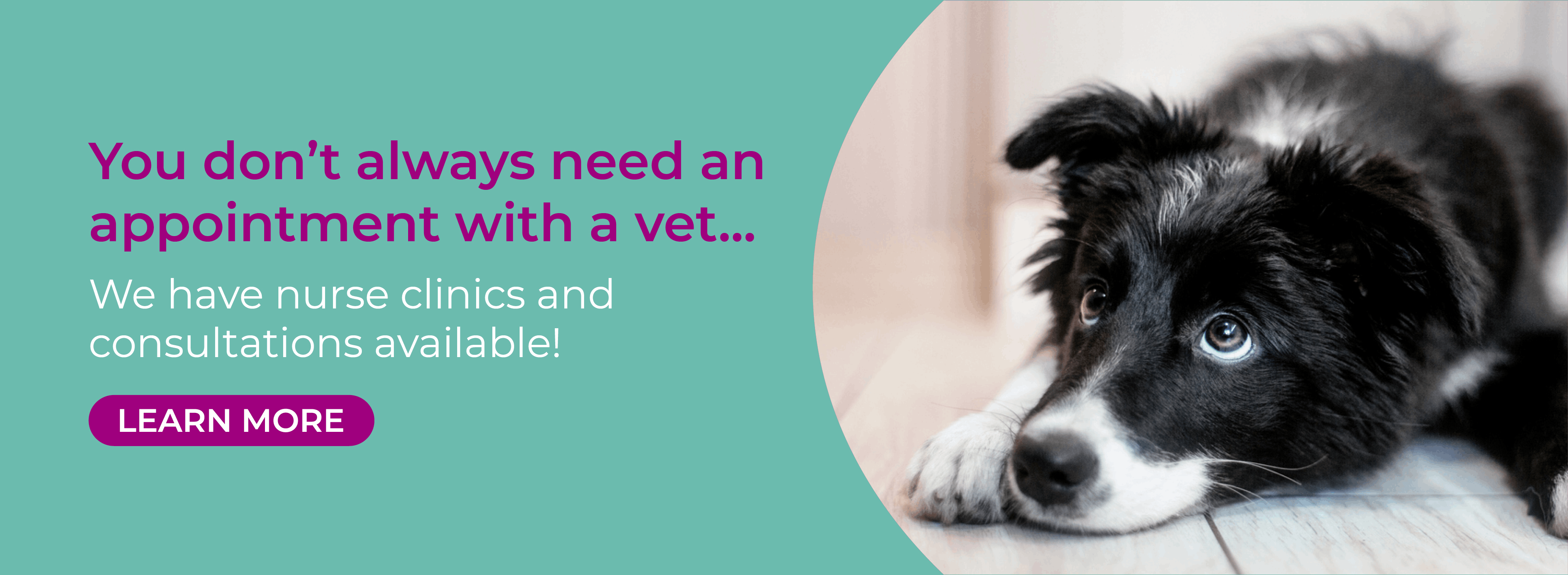 608 Veterinary Practice in Solihull, Bentley Heath and Acocks Green