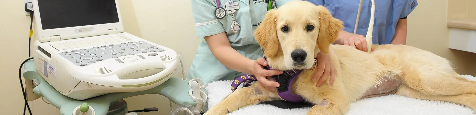 Pet Care and Advice Information