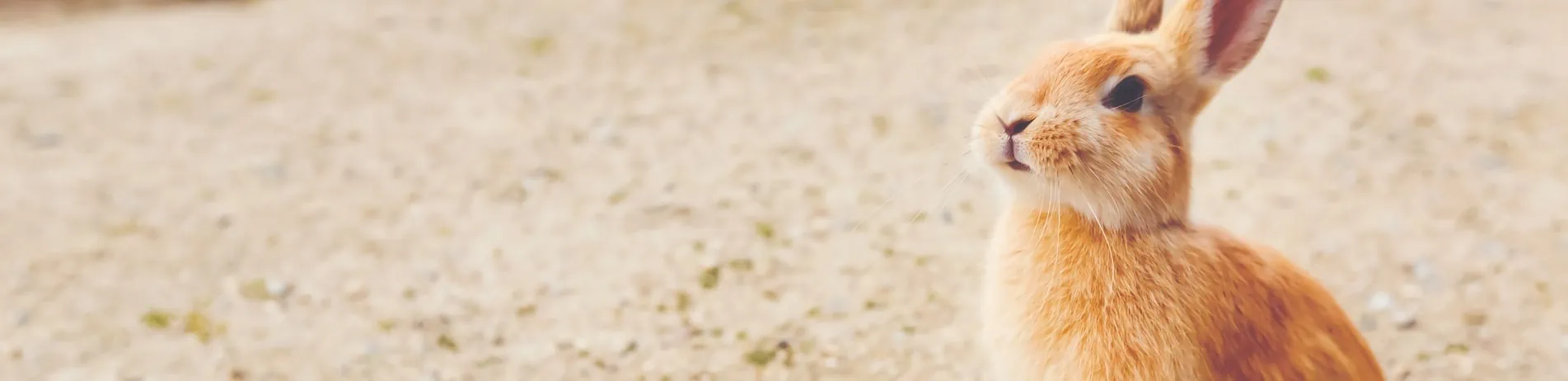 Pet Advice - Rabbit Healthcare